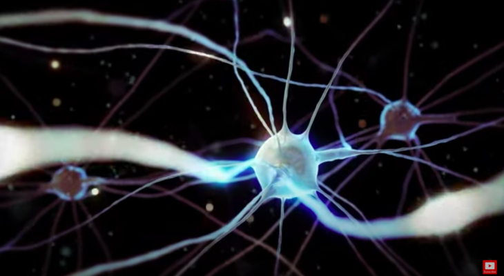 A picture of a nerve connection taken from the video