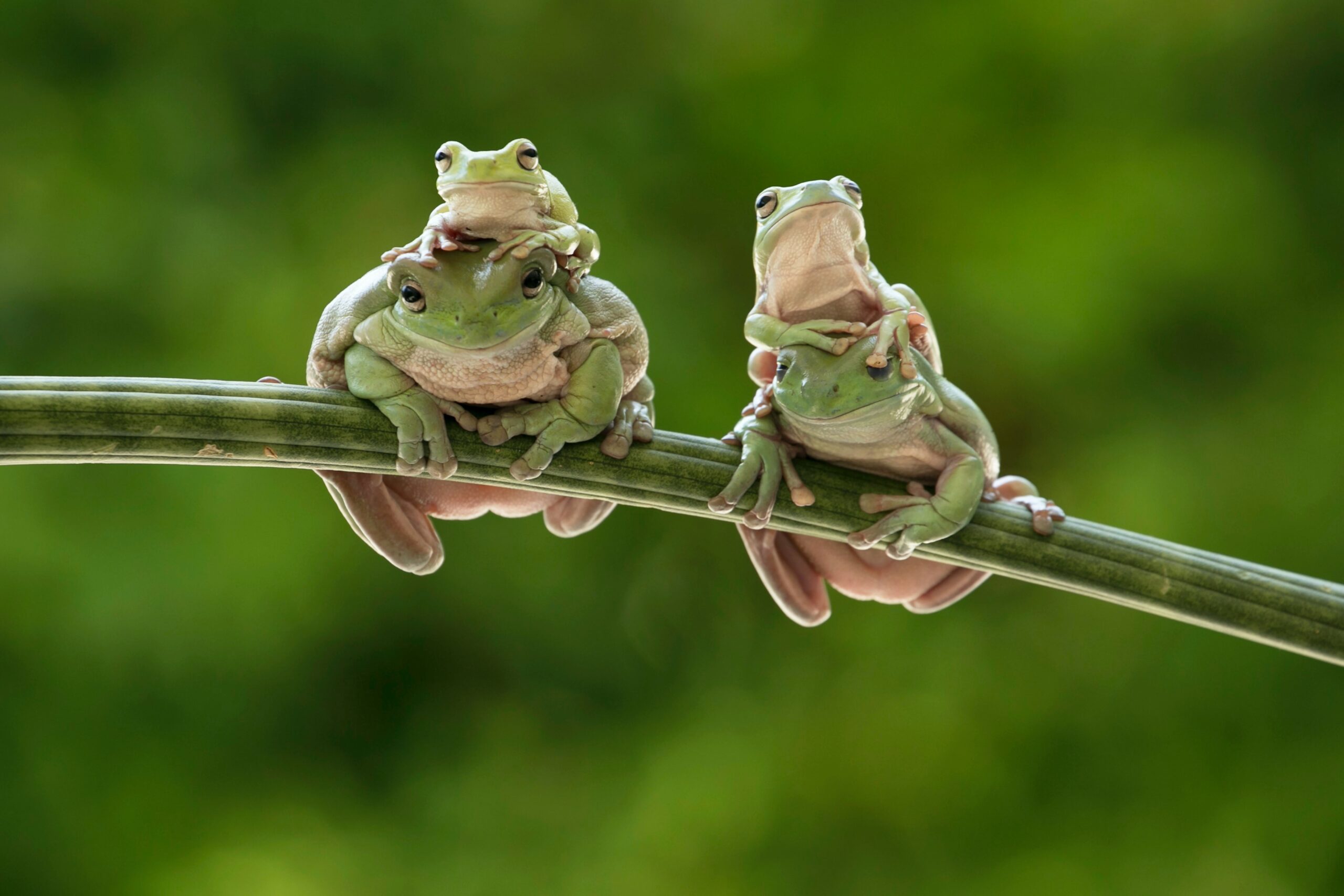 Frogs pexels Photo by Jeffry Surianto